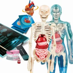 Clementoni L'ANATOMIE - LE CORPS HUMAIN 8 Clementoni L'ANATOMIE - LE CORPS HUMAIN -Magasin Promotionnel Corolla aee3c708f01ff389332563bc96a98f103af2c804 41053722 03